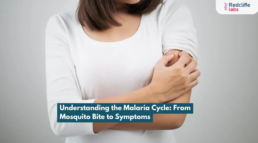 Understanding the Malaria Cycle: From Mosquito Bite to Symptoms