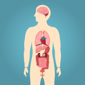 Liver Kidney Function