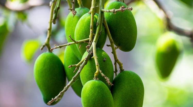Raw Mango (Kacchi Kairi) Benefits That Shouldn’t be Overlooked