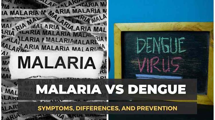 Malaria Vs Dengue: Symptoms, Differences, and Prevention