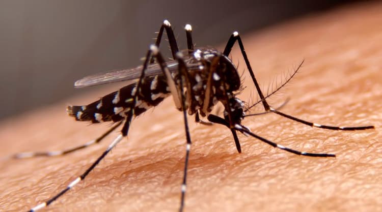 How Many Days Does Dengue Fever Last?