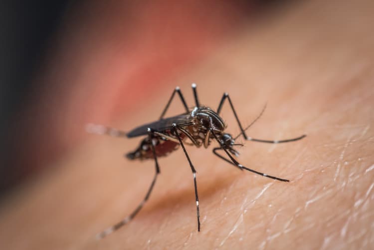 Dengue Symptoms in Bengali: ডেঙ্গু রোগের লক্ষণ স্বরূপ স্ববিস্তর আলোচনা