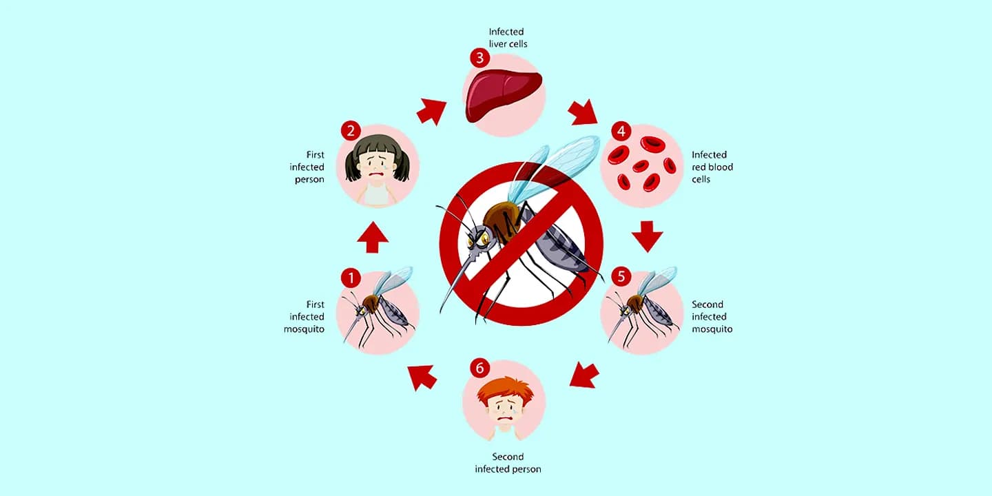 Malaria Disease: Symptoms and treatment