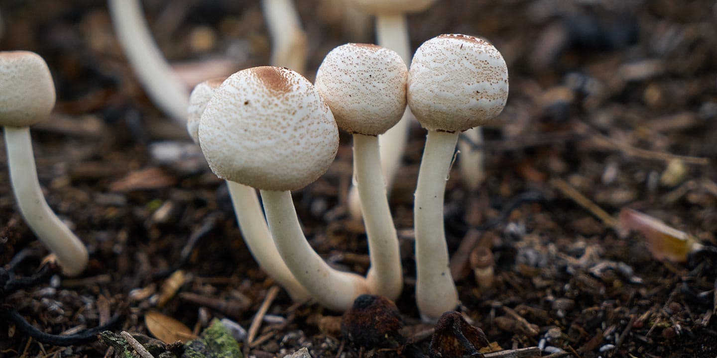 Psychedelic-Mushroom-Chemical-May-Help-Treat-Depression