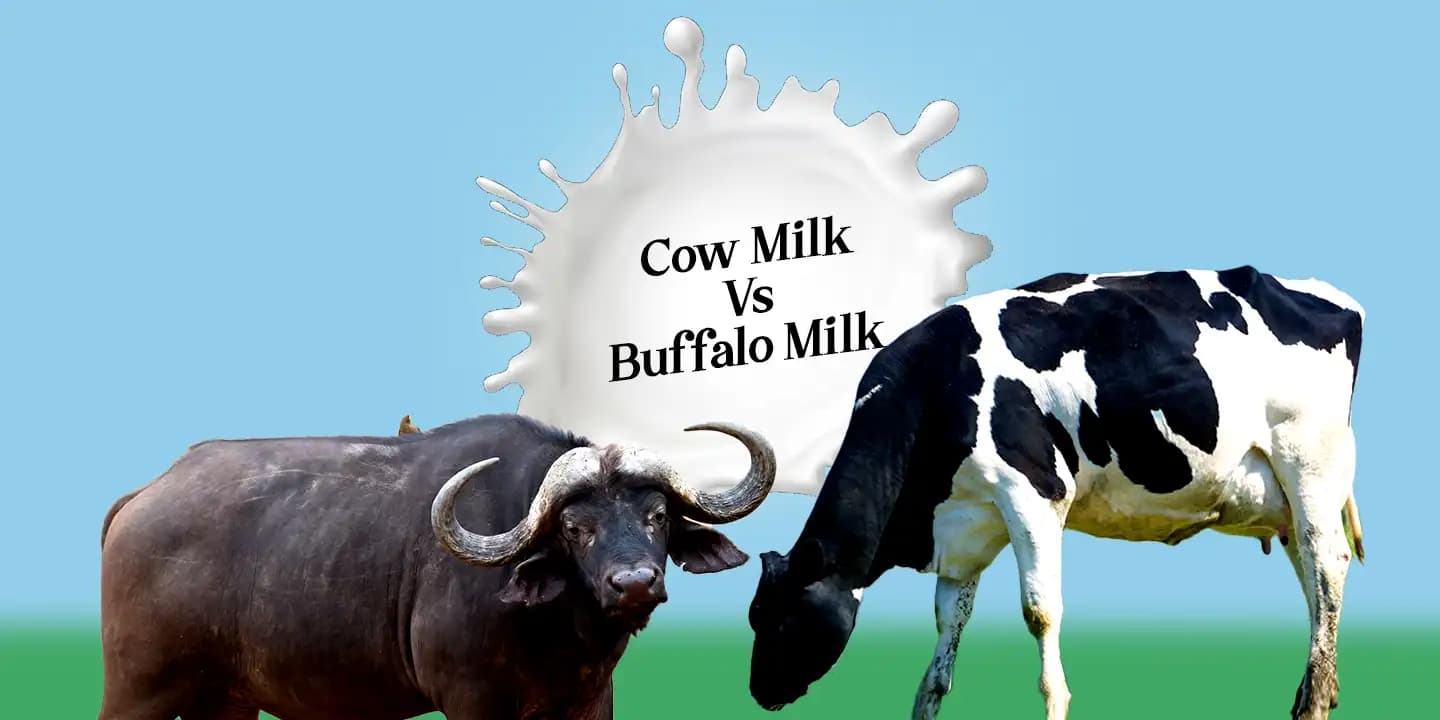 Cow Milk vs Buffalo Milk Differences in Nutrition, Which Milk is Good for You