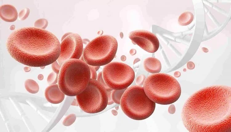 मनुष्य के शरीर में हीमोग्लोबिन (hemoglobin) कितना होना चाहिए