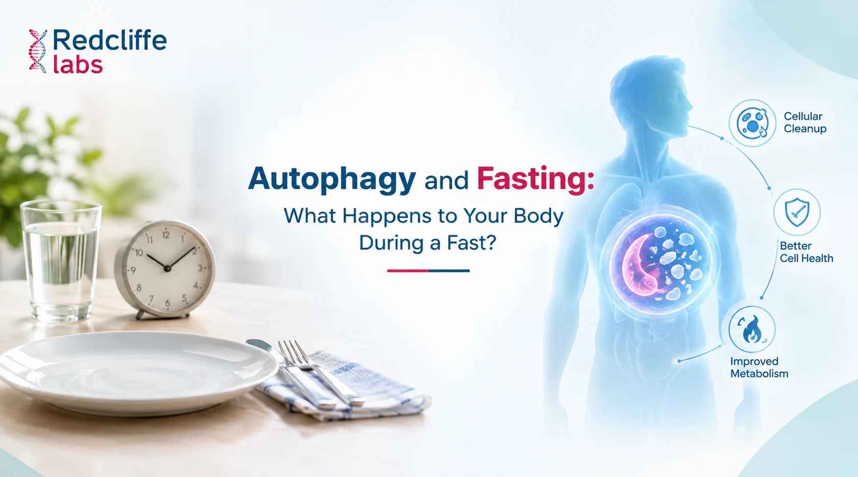 Autophagy and Fasting: What Happens to Your Body During a Fast?