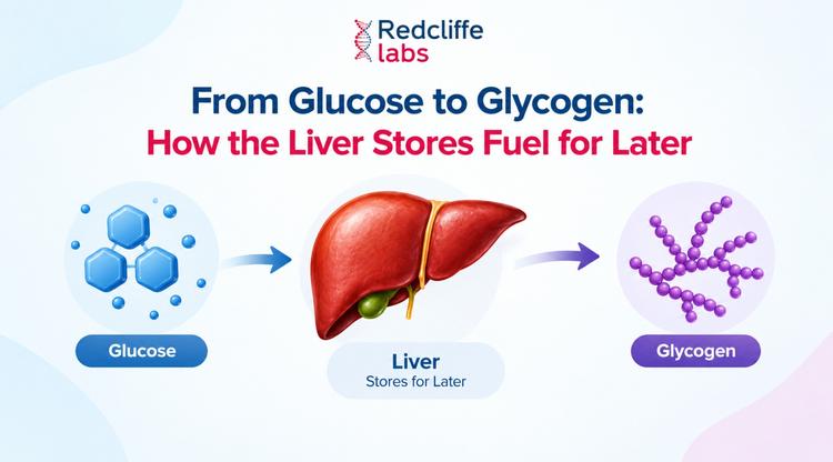 From Glucose to Glycogen: How the Liver Stores Fuel for Later