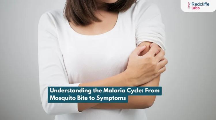 Understanding the Malaria Cycle: From Mosquito Bite to Symptoms