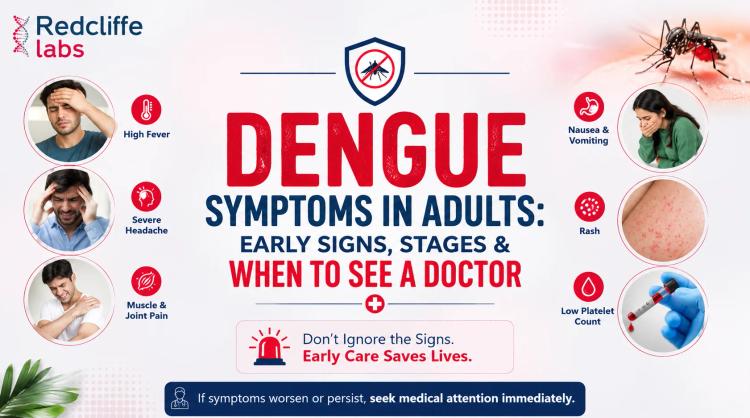 Dengue Symptoms in Adults: Early Signs, Stages & When to See a Doctor