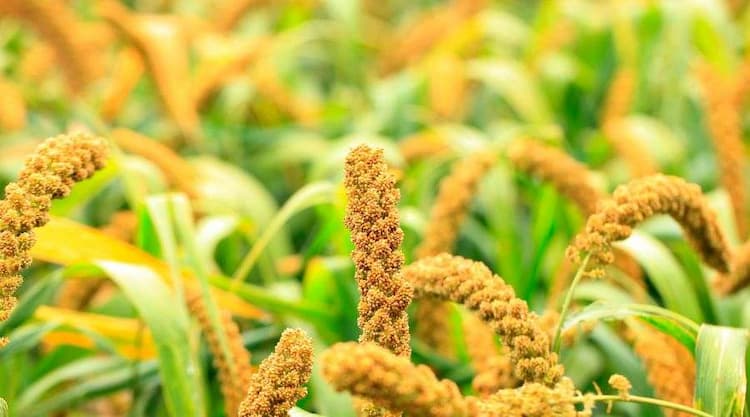 Foxtail Millets: Benefits, Uses & Side Effects