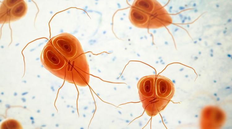 Early and Accurate Giardia Detection Contributes to Saving Lives!