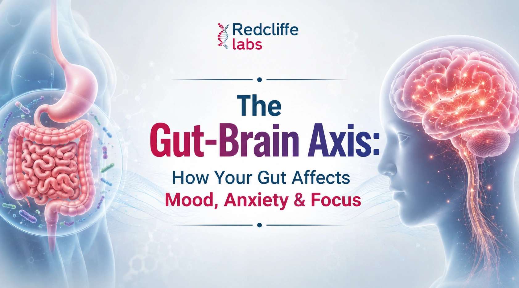The Gut-Brain Axis: How Your Gut Affects Mood, Anxiety & Focus