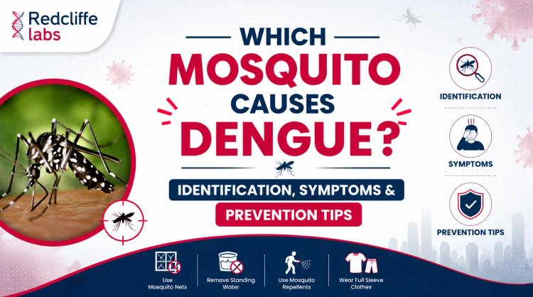 Which Mosquito Causes Dengue? Identification, Symptoms & Prevention Tips