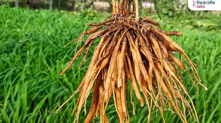 Shatavari Benefits: A Comprehensive Guide to its Health-Promoting Properties & More!