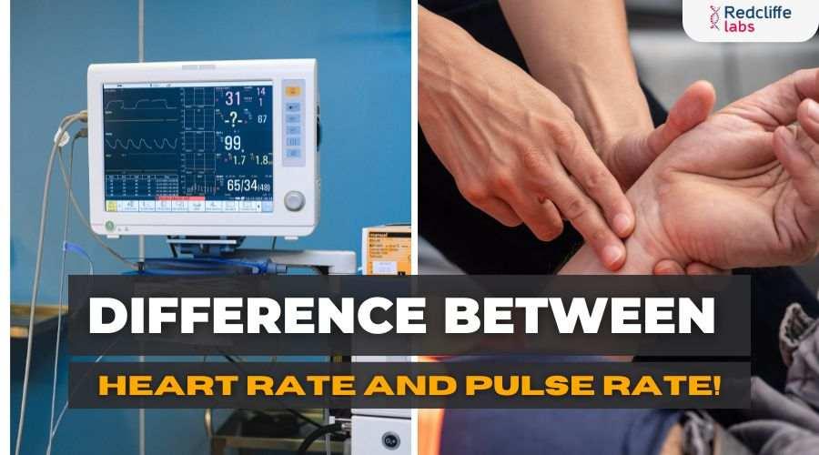 Heart Level Difference Between Heart Rate and Pulse Rate!
