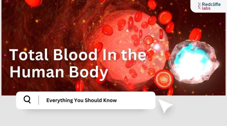 Total Blood In the Human Body: Everything You Should Know