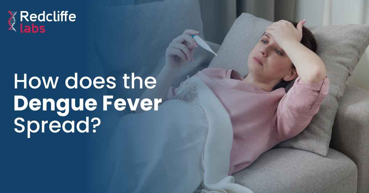 How Does Dengue Fever Spread?