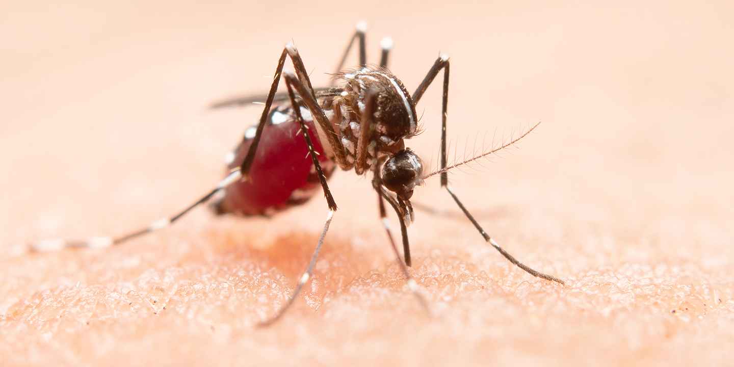 Finding the Best Dengue Test: Your Guide to Accurate Diagnosis