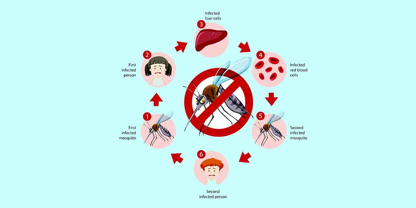 Malaria Disease: Symptoms And Treatment