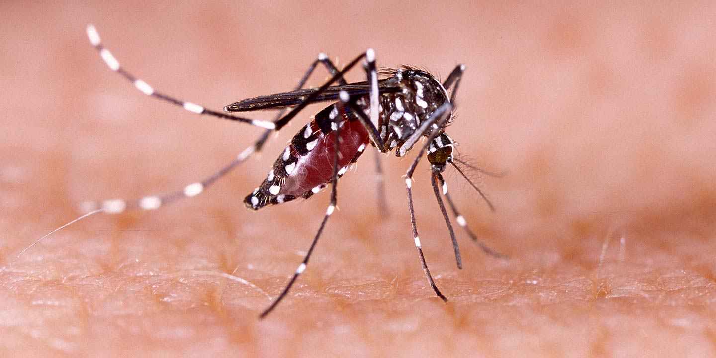 Dengue Fever: What to Do? When To Worry?