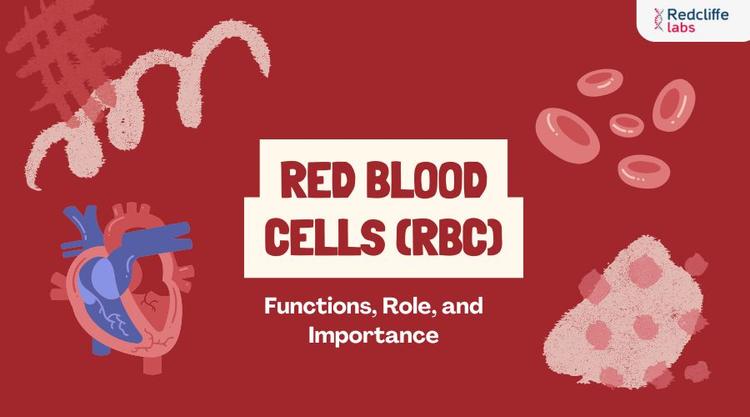 Red Blood Cells (RBCs): Functions, Role, and Importance
