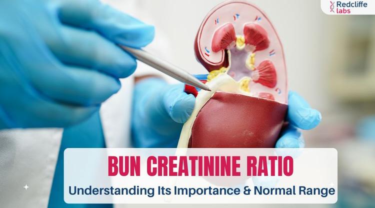 BUN Creatinine Ratio: Understanding Its Importance & Normal Range