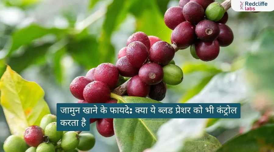 जामुन खाने के फायदे: क्या ये ब्लड प्रेशर को भी कंट्रोल करता है