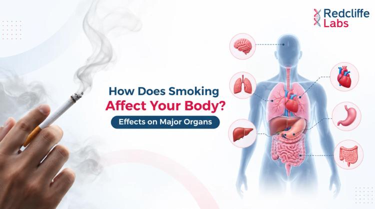 How Does Smoking Affect Your Body? Effects on Major Organs