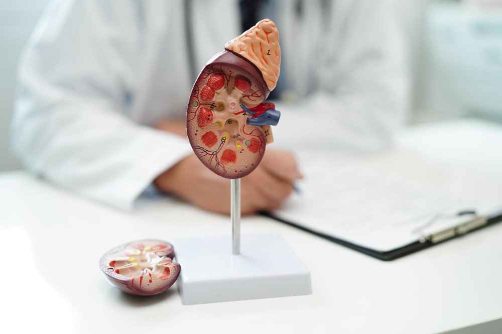RFT Test (Renal Function Test): Price, Normal Range & Results