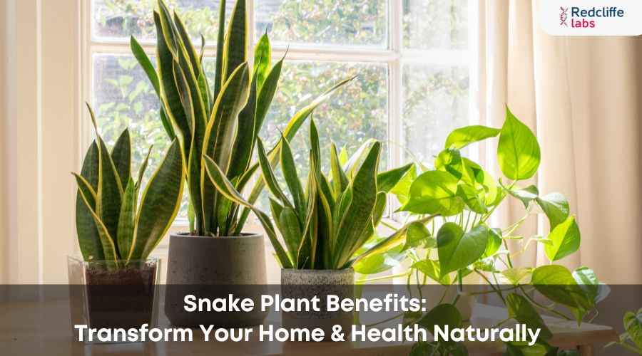 Snake Plant Benefits: Transform Your Home & Health Naturally