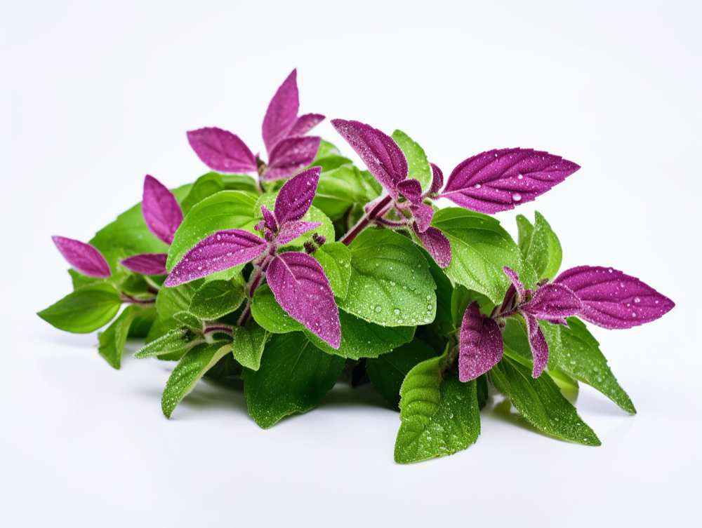 Health Benefits of Tulsi: Significance, Nutritional Value, and Uses