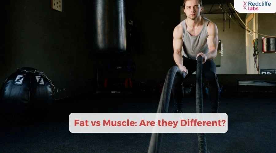 Fat vs Muscle: Are they Different?